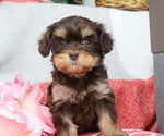Small #1 Cavapoo