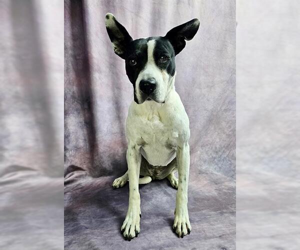 Medium Photo #1 Bull Terrier-Unknown Mix Puppy For Sale in Frisco, CO, USA