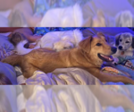 Small #4 Golden Retriever Mix