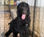 Small Photo #3 Goldendoodle Puppy For Sale in BOKOSHE, OK, USA