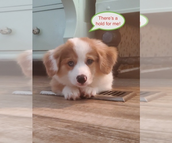 Medium Photo #1 Aussie-Corgi Puppy For Sale in TUCSON, AZ, USA