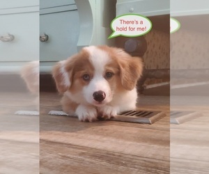 Australian Shepherd
