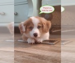 Image preview for Ad Listing. Nickname: Litter of 5