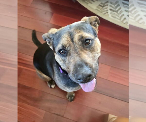 Medium Photo #18 Mutt Puppy For Sale in Mount Laurel, NJ, USA