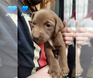 Labrador Retriever-Unknown Mix Dogs for adoption in Evansville, IN, USA