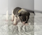 Small Photo #16 French Bulldog Puppy For Sale in OLYMPIA, WA, USA
