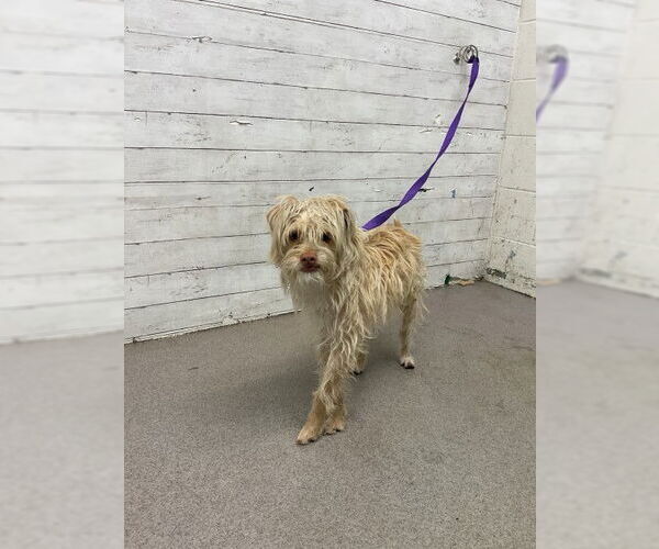 Medium Photo #1 Border Terrier Puppy For Sale in San Bernardino, CA, USA