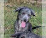 Small #2 Dachshund Mix