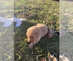 Small #1 Labrador Retriever