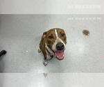 Small American Pit Bull Terrier-Treeing Walker Coonhound Mix