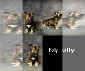 Siberian Husky Puppy for sale in HEMET, CA, USA