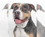 Small American Pit Bull Terrier