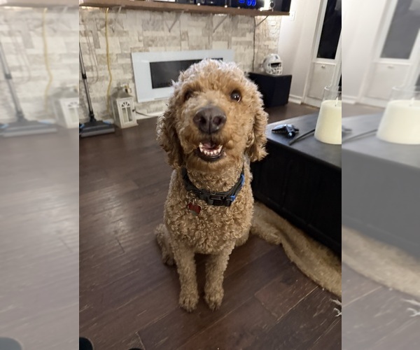 Medium Photo #1 Goldendoodle Puppy For Sale in CLERMONT, FL, USA