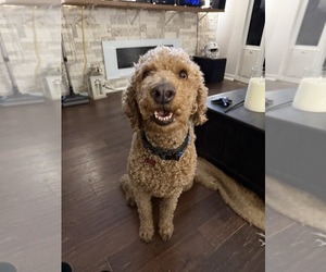 Father of the Goldendoodle puppies born on 05/01/2026
