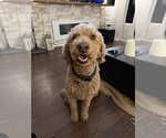 Small Photo #1 Goldendoodle Puppy For Sale in CLERMONT, FL, USA