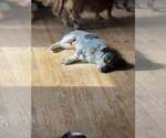 Small #1 Dachshund-Jack Russell Terrier Mix