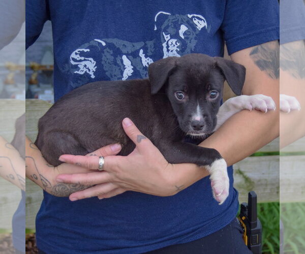 Medium Photo #2 American Staffordshire Terrier-Border Collie Mix Puppy For Sale in Huntley, IL, USA