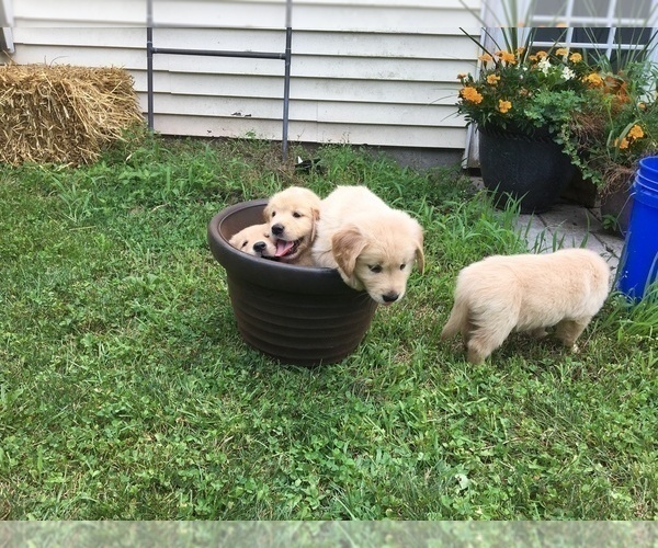 Medium Photo #12 Golden Retriever Puppy For Sale in ARCHBALD, PA, USA