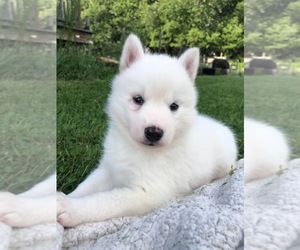 Pomsky Puppy for sale in SAVOY, MA, USA