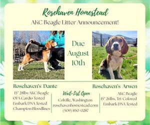 Beagle Puppy for sale in EVERETT, WA, USA