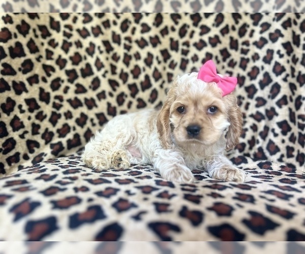 Medium Photo #4 Cocker Spaniel Puppy For Sale in LAKELAND, FL, USA