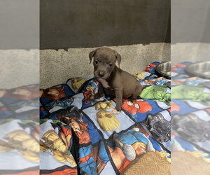 American Staffordshire Terrier Dogs for adoption in Tallahassee, FL, USA