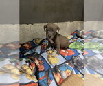 Small American Staffordshire Terrier