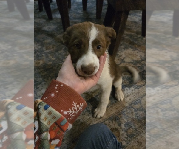 Medium Photo #3 Border Collie Puppy For Sale in LEBANON, MO, USA