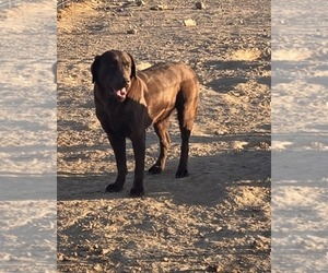 Father of the Labrador Retriever puppies born on 08/31/2026