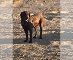 Small Photo #1 Labrador Retriever Puppy For Sale in COLCORD, OK, USA