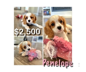 Cavalier King Charles Spaniel Puppy for sale in TOLLESON, AZ, USA