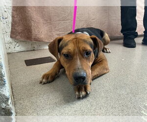 Mutt Dogs for adoption in San Bernardino, CA, USA