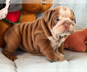 English Bulldog Puppy for sale in NEW YORK, NY, USA