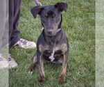 Small #3 Greyhound-Rottweiler Mix