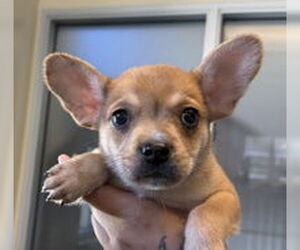 French Bulldog Dogs for adoption in Salinas, CA, USA