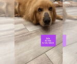 Small #7 Golden Retriever