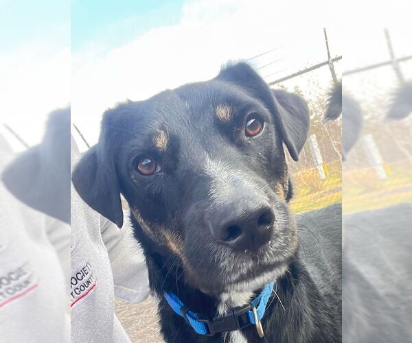 Medium Photo #3 Mutt Puppy For Sale in Webster, WI, USA