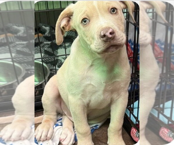 Medium Photo #2 Mutt Puppy For Sale in Wenonah, NJ, USA