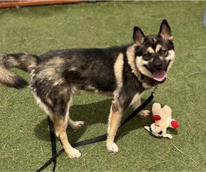Siberian Husky-Unknown Mix Dogs for adoption in Las Vegas, NV, USA