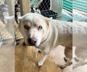 Siberian Husky Dogs for adoption in Shreveport, LA, USA