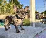 Puppy Bonsai French Bulldog