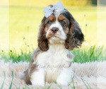Puppy Freya AKC Cocker Spaniel