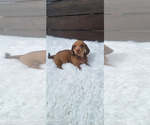 Small #9 Dachshund