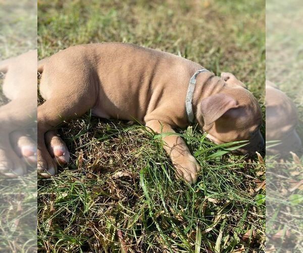 Medium Photo #6 American Pit Bull Terrier Puppy For Sale in ROSSVILLE, GA, USA