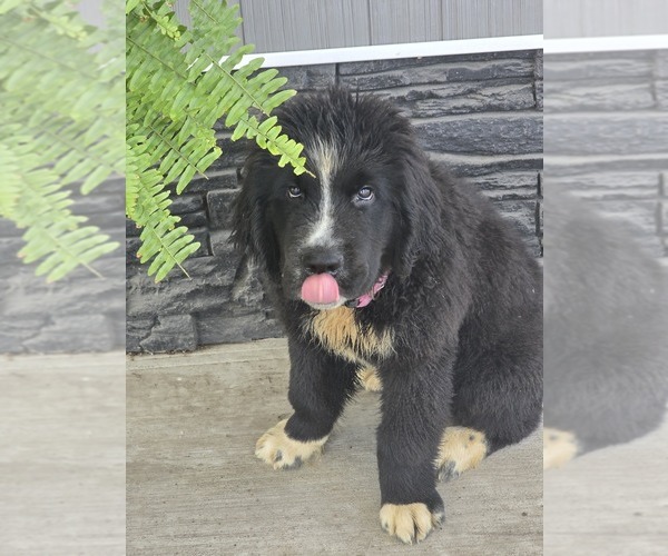 Medium Photo #2 Newfoundland Puppy For Sale in TILTON, IL, USA