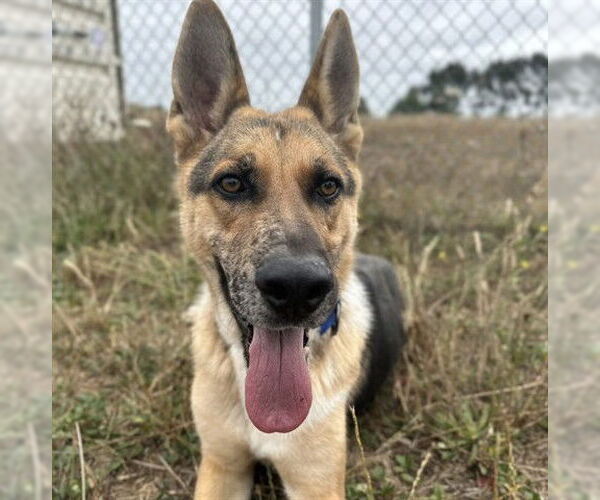 Medium Photo #1 German Shepherd Dog Puppy For Sale in McKinleyville, CA, USA