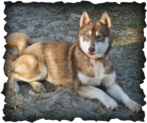 Mother of the Siberian Husky puppies born on 04/05/2019