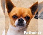 Small #5 Chihuahua