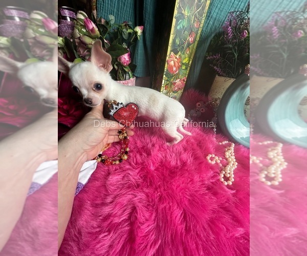 Medium Photo #9 Chihuahua Puppy For Sale in TRACY, CA, USA