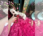 Small #8 Chihuahua